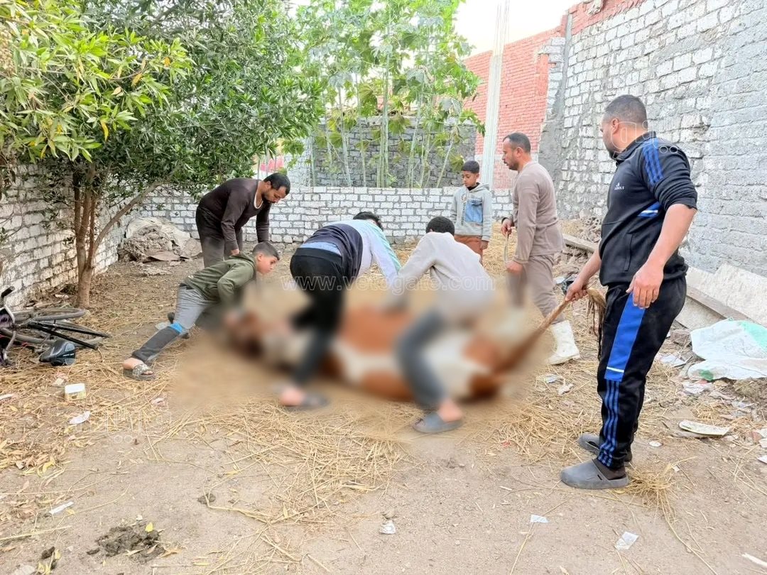 محمد كامل نجم يوزع لحوم العجل على أهالي قريته بعد فوزه بـ«دولة التلاوة،فيتو
