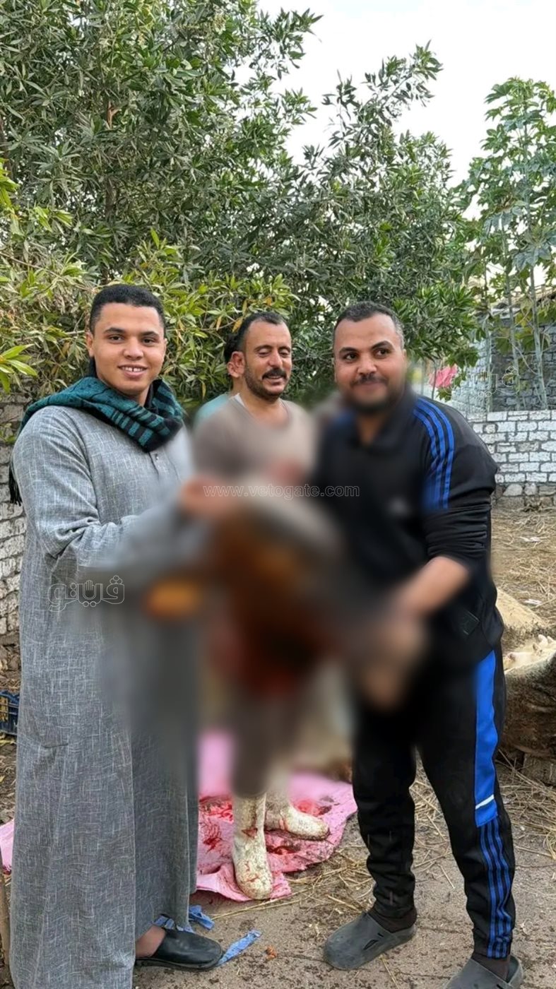 محمد كامل نجم يوزع لحوم العجل على أهالي قريته بعد فوزه بـ«دولة التلاوة،فيتو