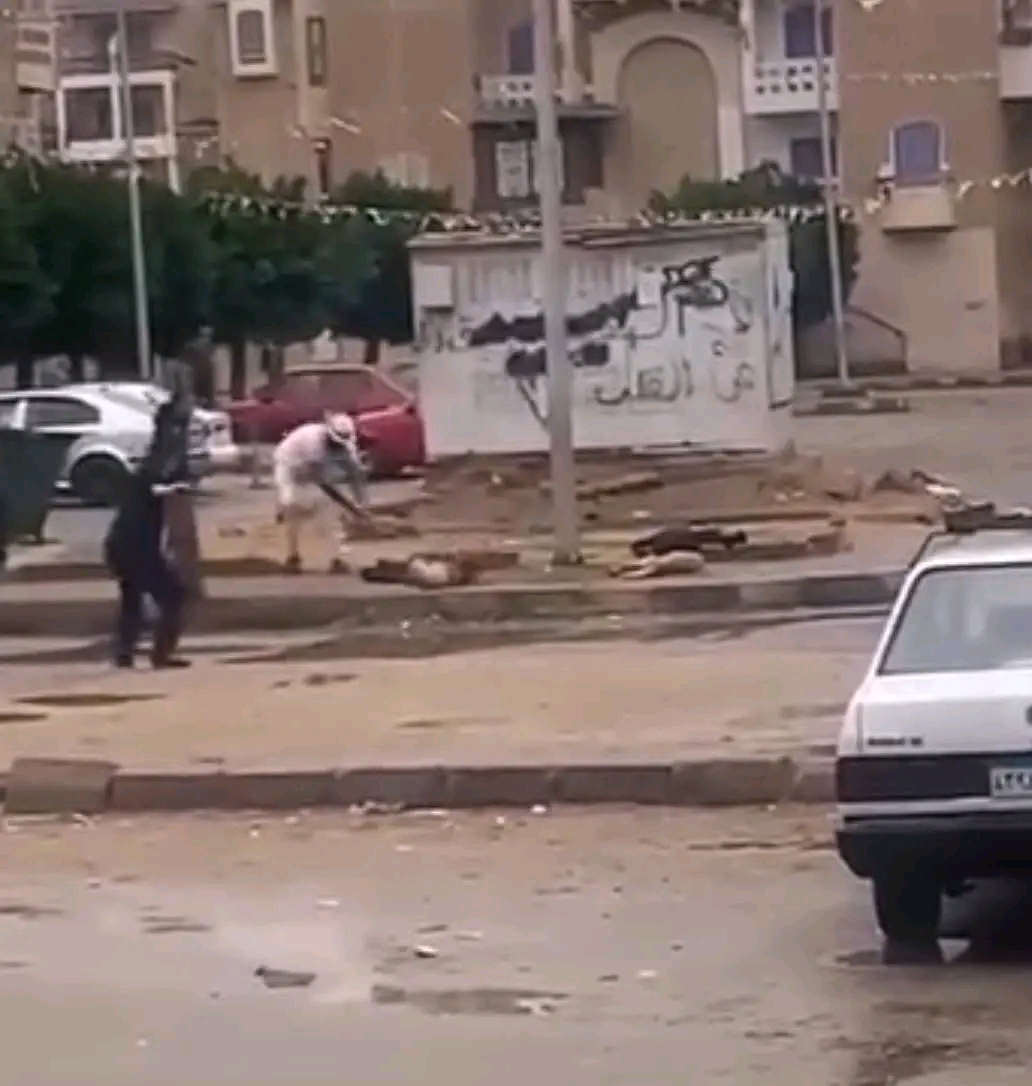 نفوق كلب ضال بالشرقية،فيتو