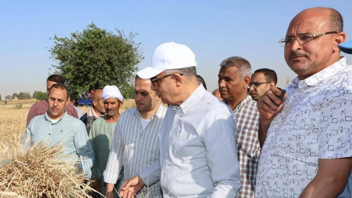 أرقام رسمية تكشف تطور زراعة القمح في المنيا، فيتو&nbsp;