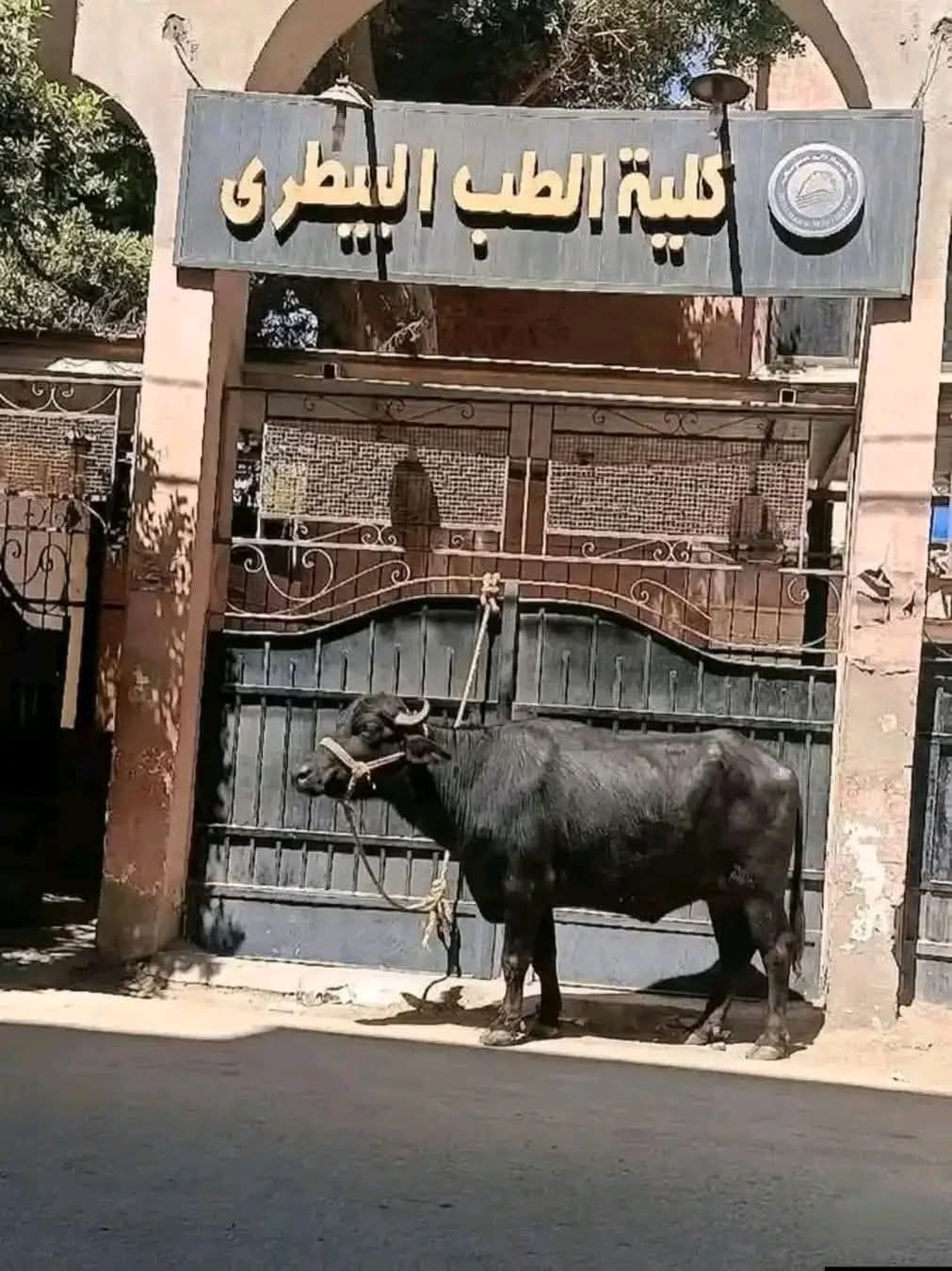 <strong alt=