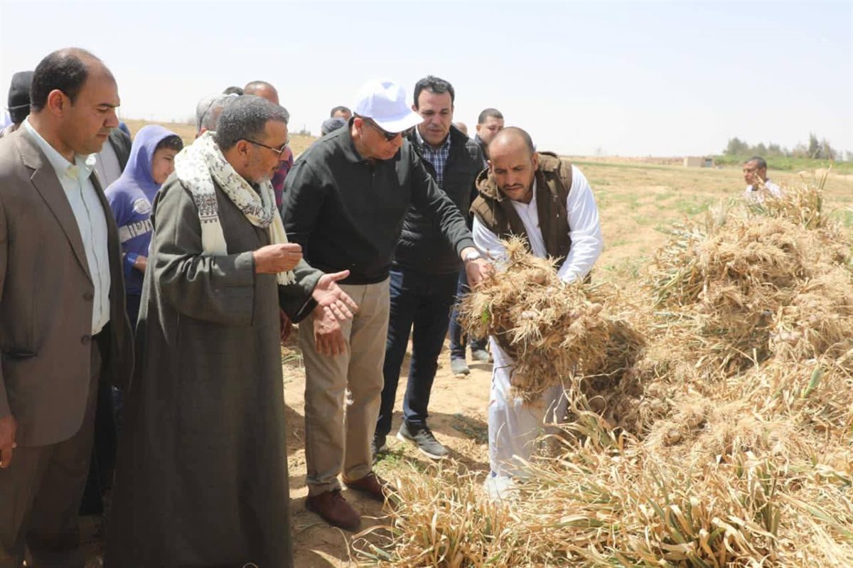 محافظ المنيا: الثوم أصبح علامة تصديرية مميزة، فيتو