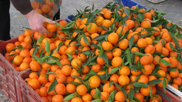 سعر الفاكهة اليوم، فيتو
