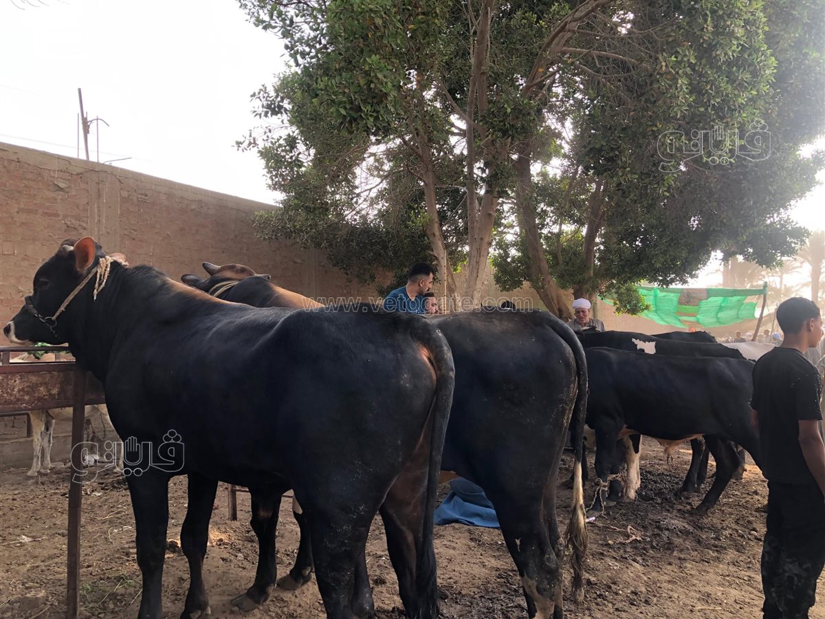 أسعار الماشية الآن، فيتو