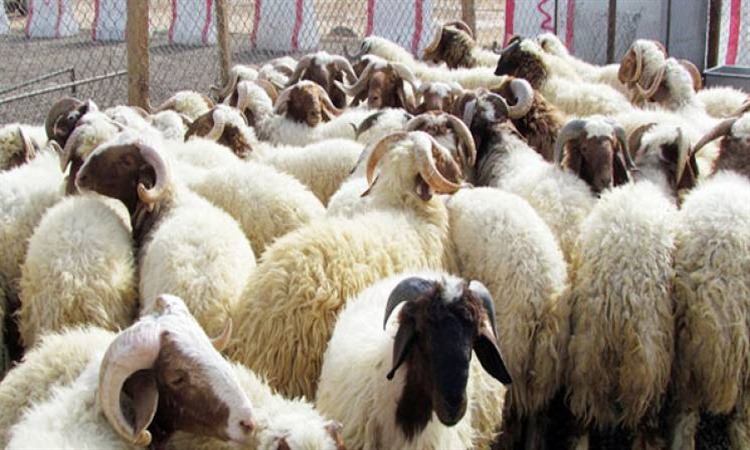 أسعار الماشية الآن، فيتو