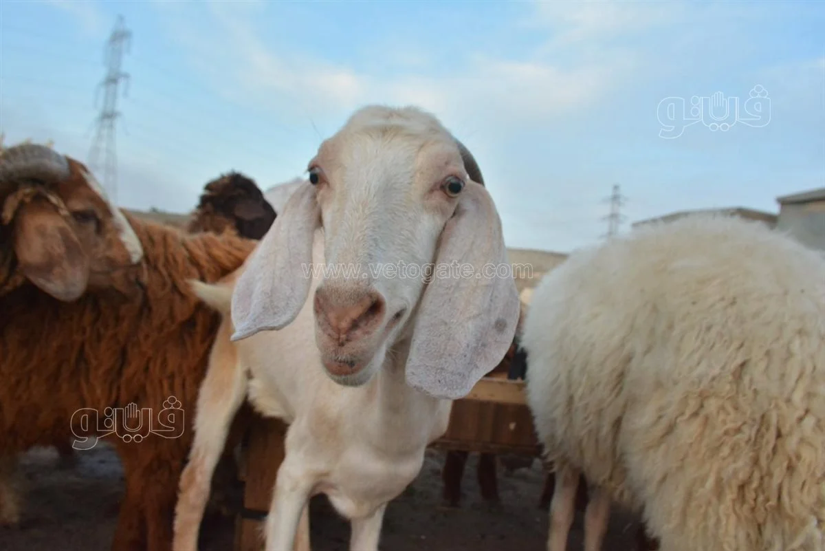 أسعار الماشية الآن، فيتو