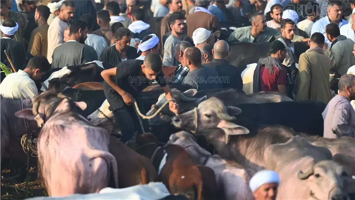 أسعار الماشية الآن، فيتو