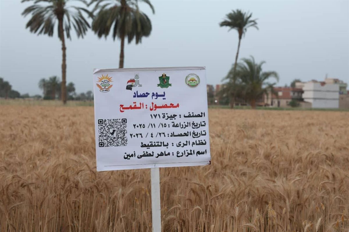 حصاد وتوريد محصول القمح في المنيا، فيتو