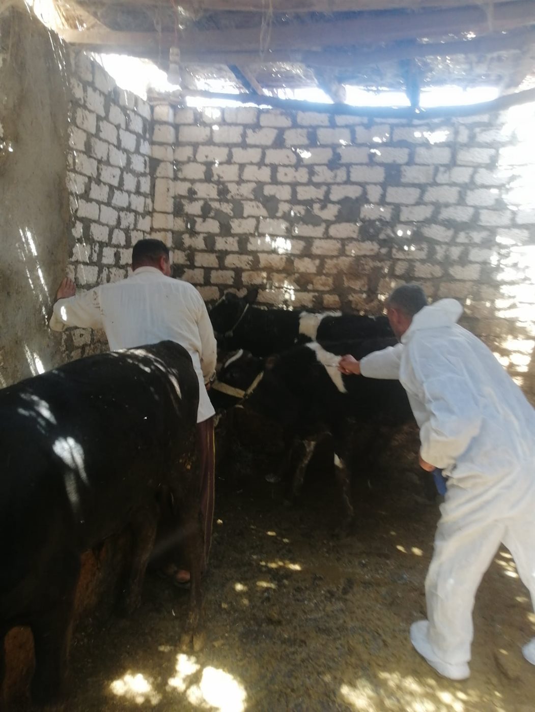 جانب من فاعليات الحملة، فيتو