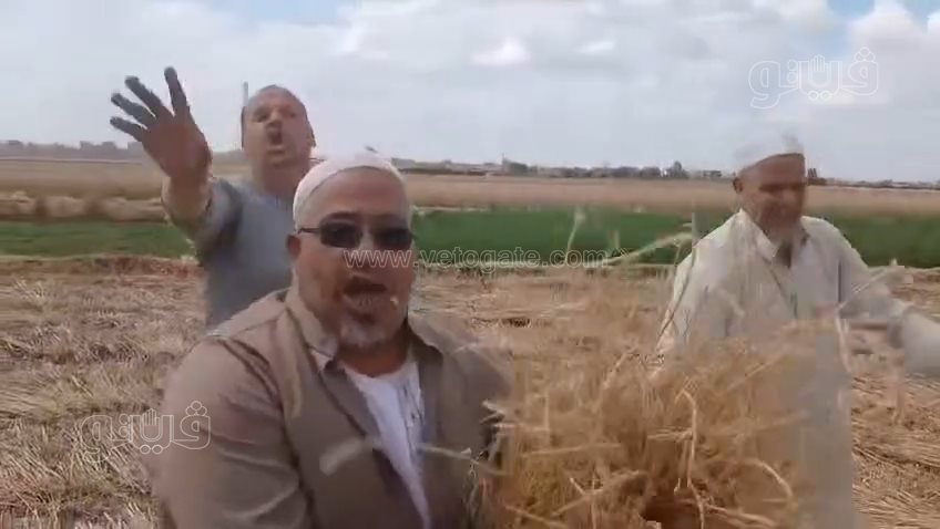 اكتشاف صادم لواقعة سرقة محصول القمح،فيتو