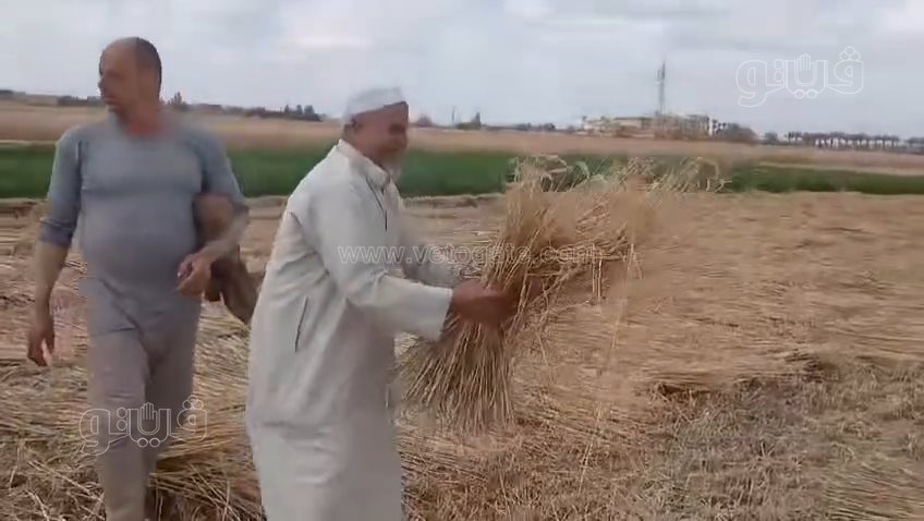 اكتشاف صادم لواقعة سرقة محصول القمح،فيتو