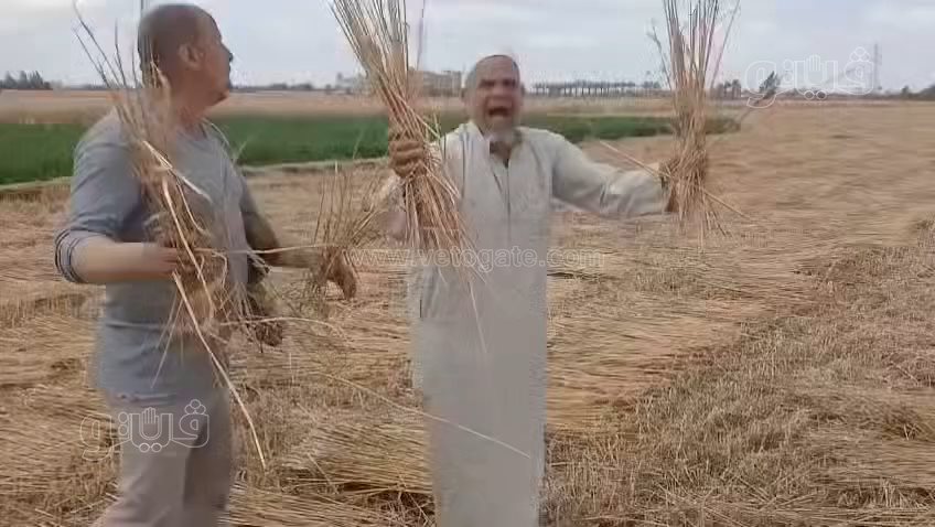 اكتشاف صادم لواقعة سرقة محصول القمح،فيتو