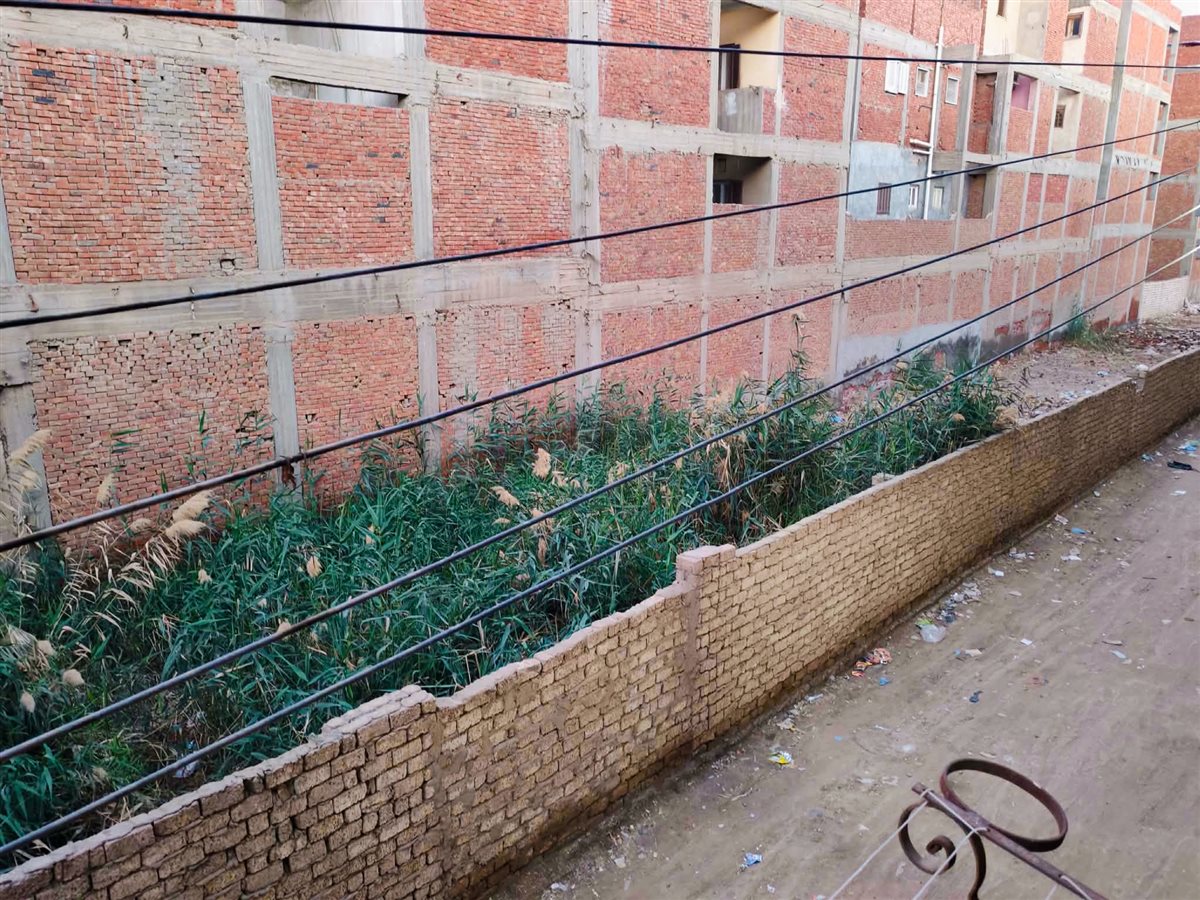تراكم البوص والغاب بأرض مهجورة بالسنطة يثير الذعر بين الأهالي بسبب مخاوف الحرائق والثعابين والحشرات