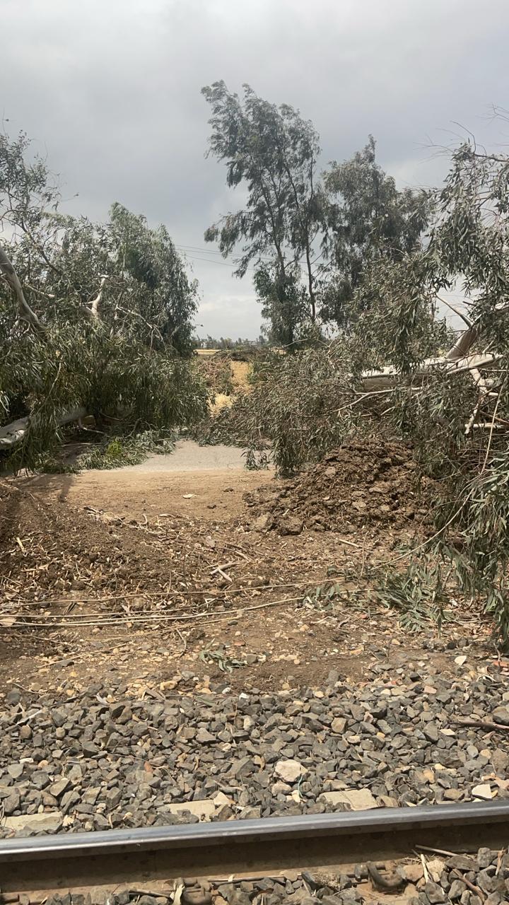سقوط شجرة و4 أعمدة كهرباء بسبب الرياح في الغربية