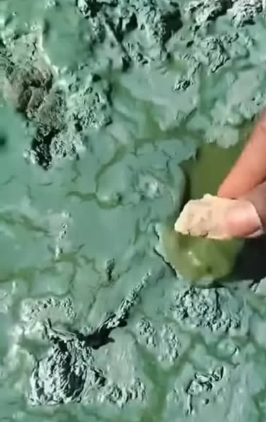 انتشار الطحالب في مياة بحيزة النوبة، فيتو&nbsp;