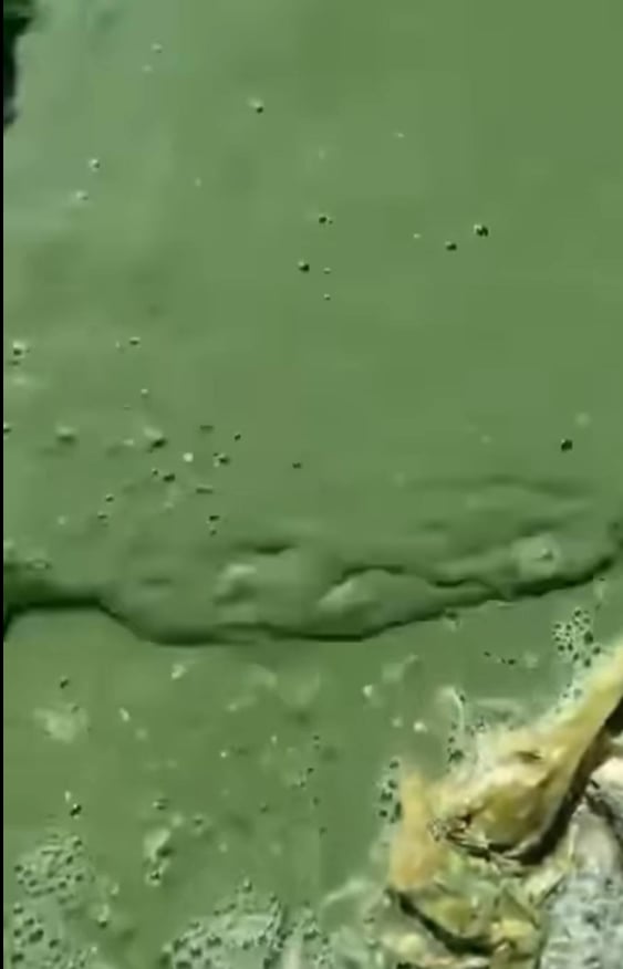 ظهور مياة خضراء في بحيرة النوبة بالسودان، فيتو&nbsp;