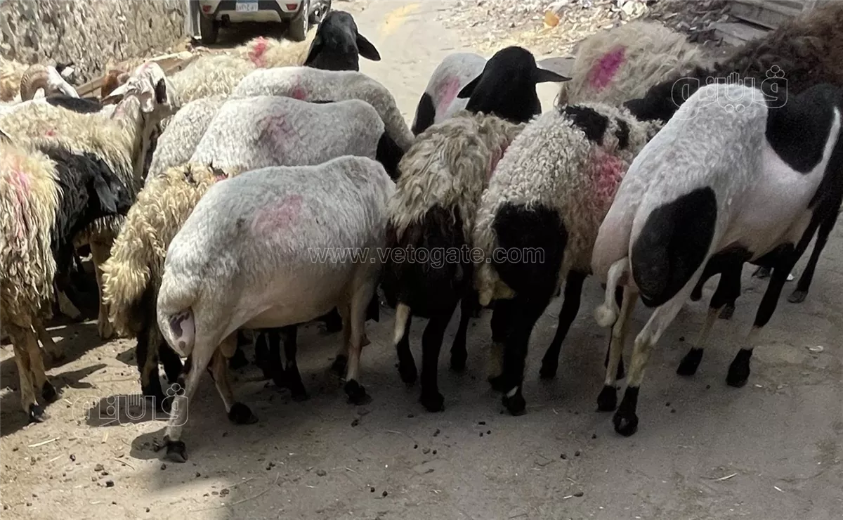 أسعار الخرفان اليوم، فيتو