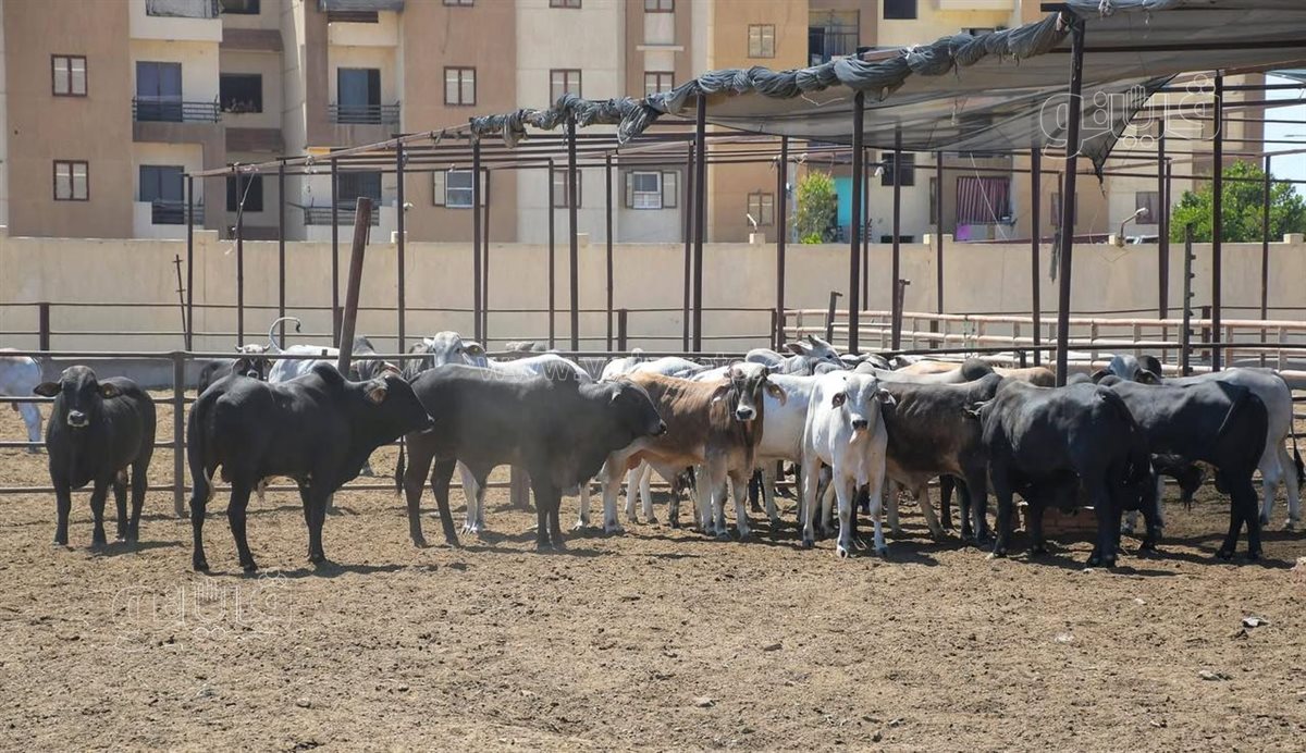 محافظة بورسعيد تستعد لعيد الاضحى، ڤيتو