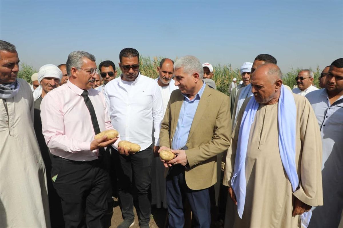 المنيا تواصل حصاد البطاطس بمطاي