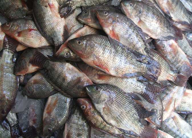 عل أسماك المزارع مفيدة أم ضارة ؟