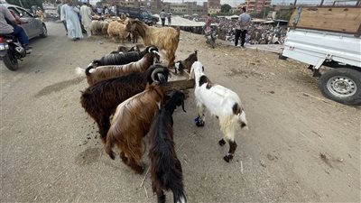 مشاهدة الطفل ذبح الأضحية