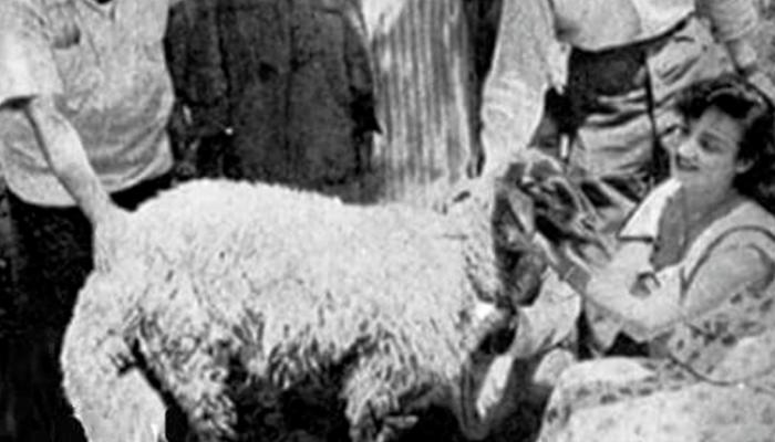 شادية مع خروف العيد