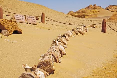 وادي الحيتان