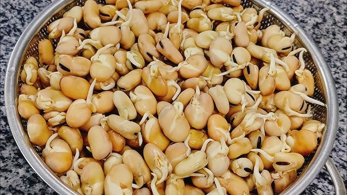 طريقة عمل الفول النابت&nbsp;
