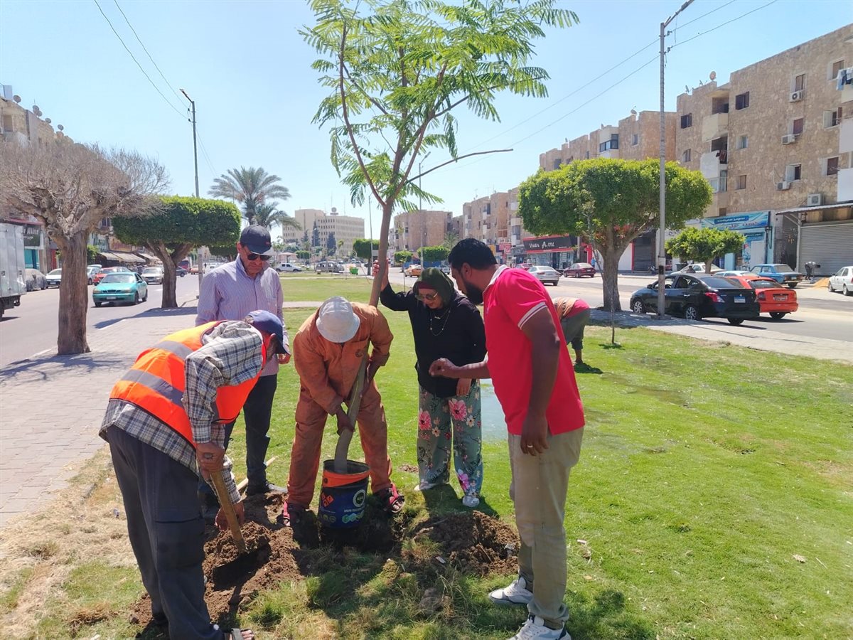 جانب من أعمال زراعة الأشجار، فيتو