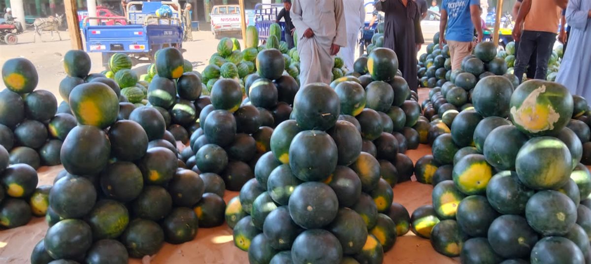 مزاد البطيخ بسوق المستقبل في الإسماعيلية، فيتو