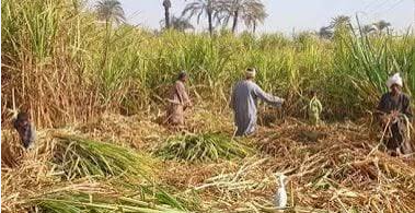 معاناة مزارعوا قصب السكر