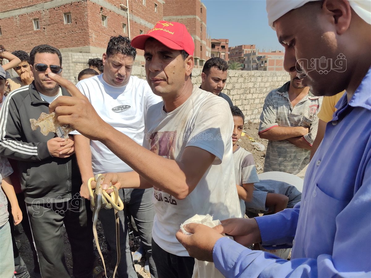 الثعابين تثير الرعب بالشرقية،فيتو