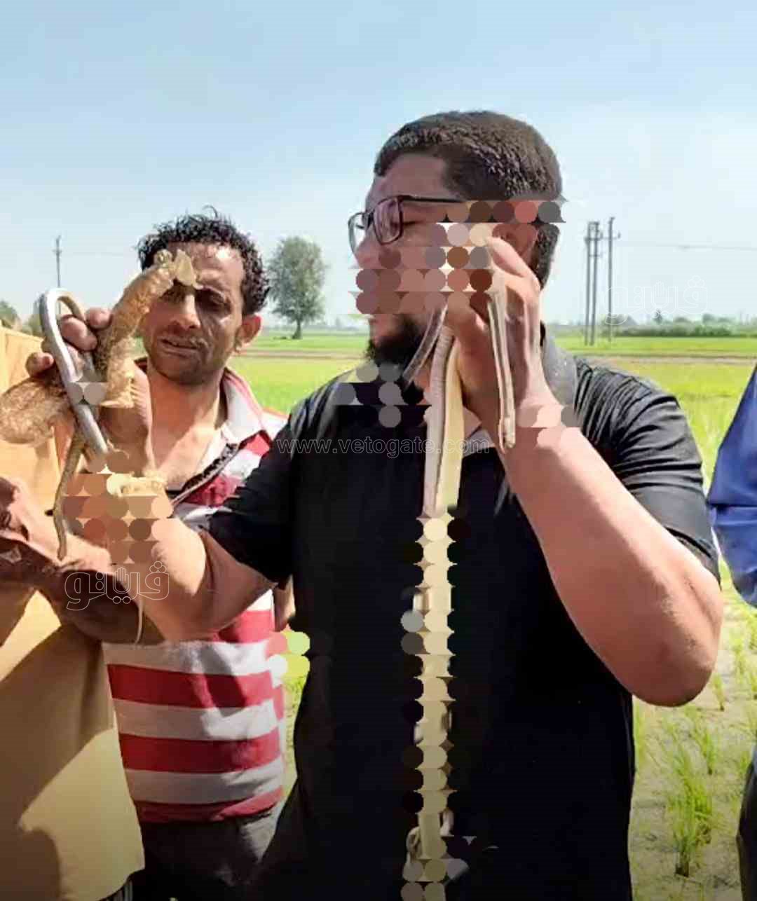 الثعابين تثير الرعب بالشرقية،فيتو