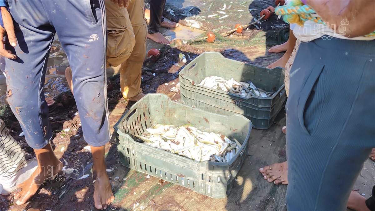 صيادو بورسعيد يصطادون السردين وسط فرحة المصطافين