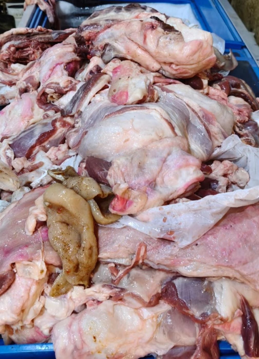 بيطري القليوبية يضبط دواجن غير صالحة، فيتو&nbsp;