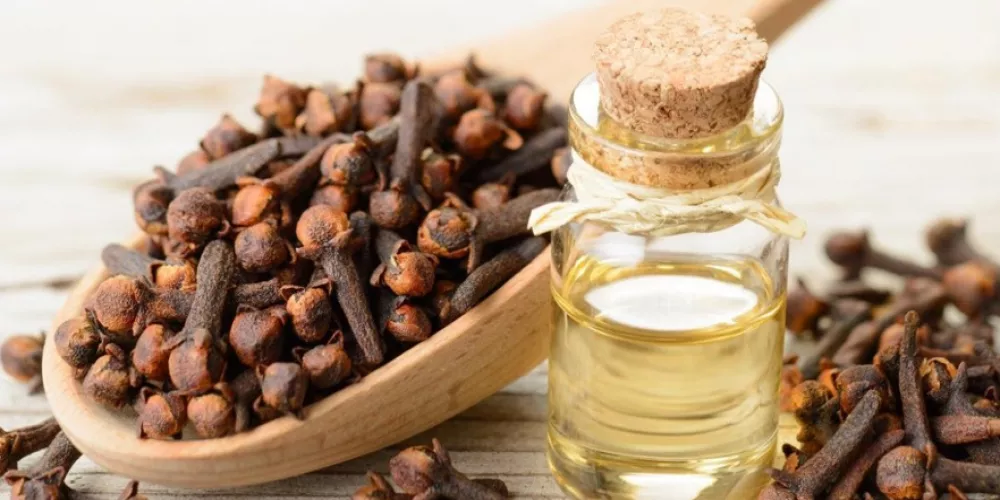 اصنعى بنفسك زيت القرنفل لتجديد شباب البشرة 