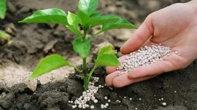 أسعار السماد اليوم، فيتو