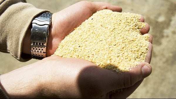 أسعار الأعلاف والحبوب اليوم في الأسواق، فيتو