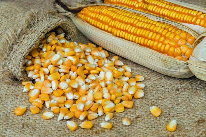أسعار الأعلاف والحبوب اليوم في الأسواق، فيتو