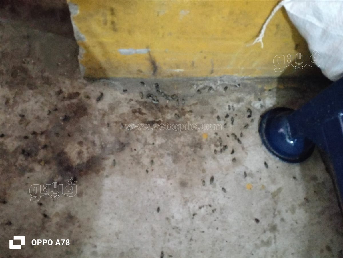 ضبط أكثر من طن حلوى مولد داخل مصنع غير مرخص ببورسعيد