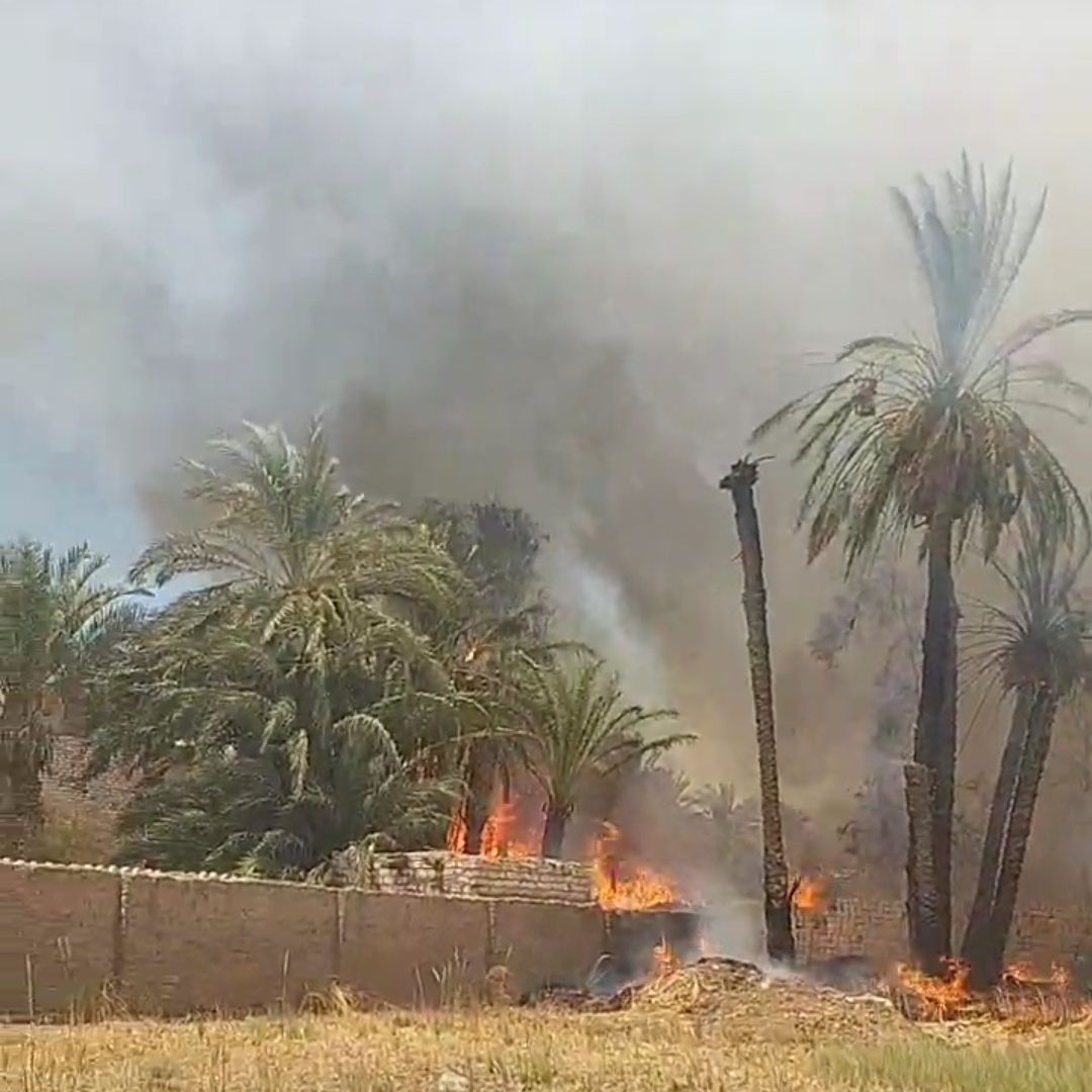 حريق أرض زراعية بالمنيا، فيتو