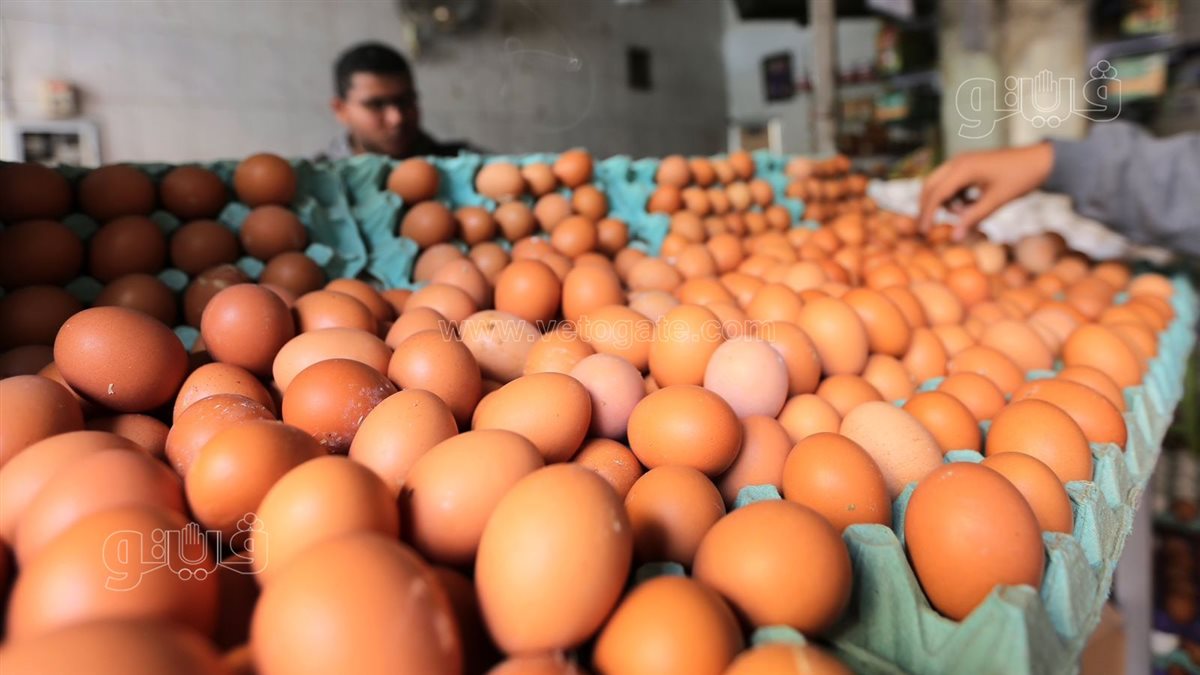 سعر كرتونة البيض اليوم الأحد في بورصة الدواجن، فيتو