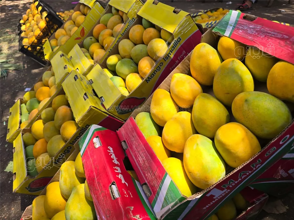 أسعار المانجو اليوم في الأسواق، فيتو