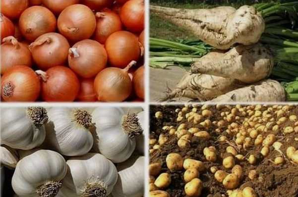 زراعة البطاطس والبنجر والثوم