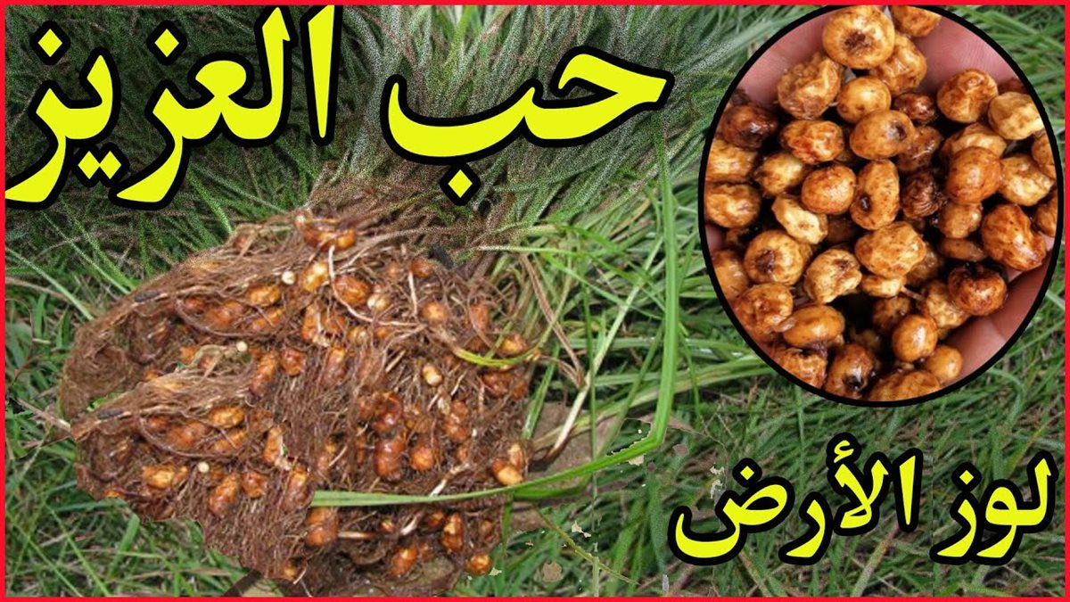 لوز الأرض