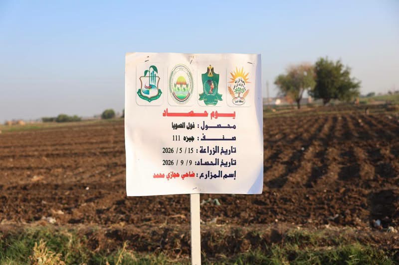 محافظ المنيا يشهد أعمال حصاد محصول فول الصويا بقرية صفط اللبن