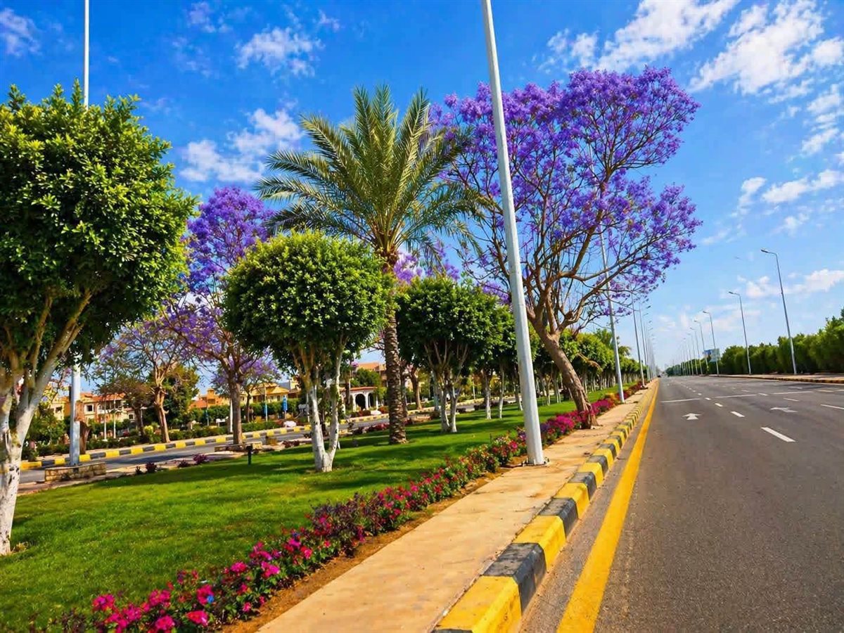 زيادة معدلات التشجير بالشروق