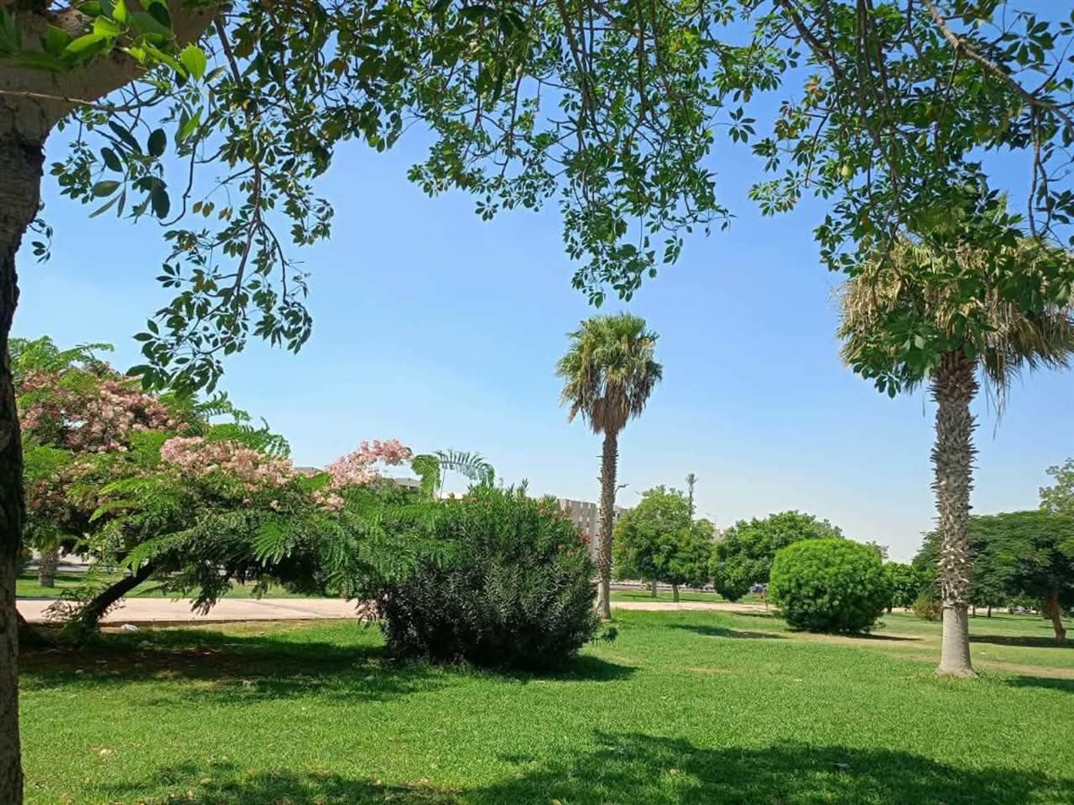 زيادة معدلات التشجير بالشروق