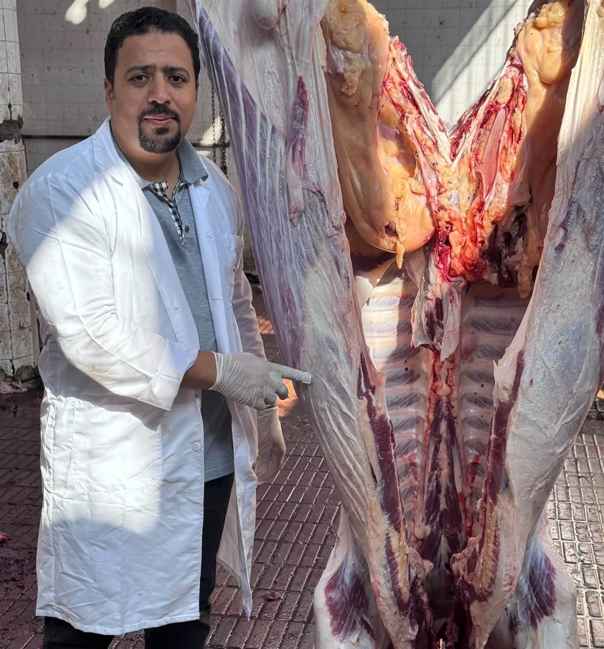 &nbsp;إعدام بقرة مصابة بالسل &nbsp;في مجزر الزرقا، فيتو