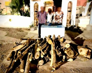 صورة على مواقع التواصل تقود للأشجار المقطوعة.. ضبط 3 أشخاص في المحلة
